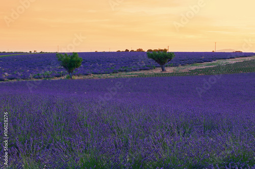 Beautiful colors purple lavender fields near Valensole  Provence