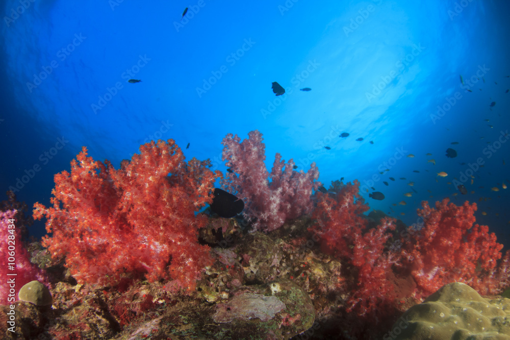 Fototapeta premium Healthy marine ecosystem: Coral reef in Similan Islands, Thailand