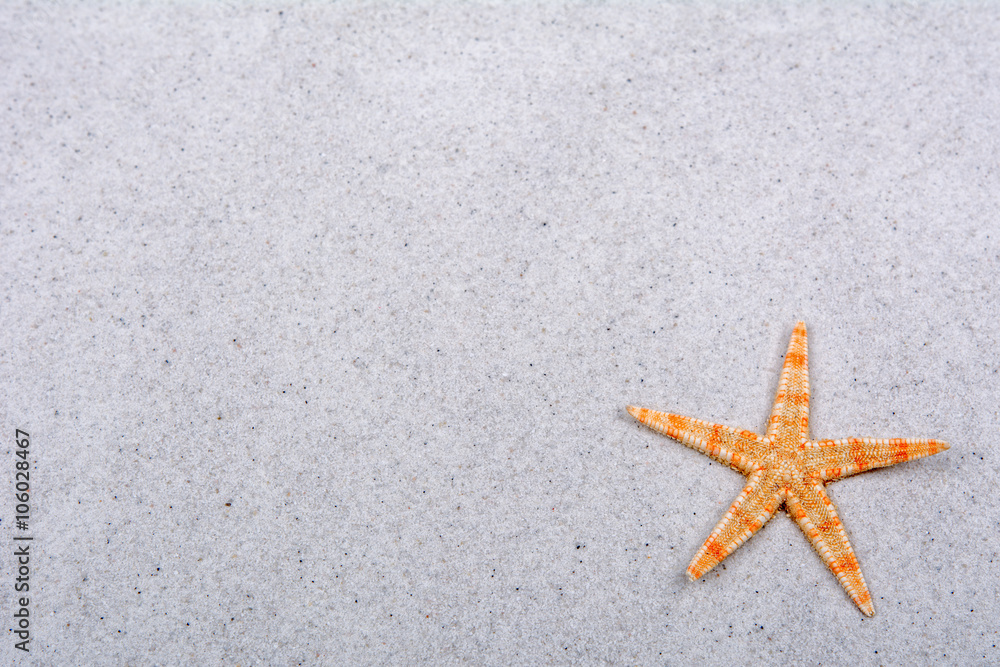Orange starfish on a sand background Orange starfish on a sand background