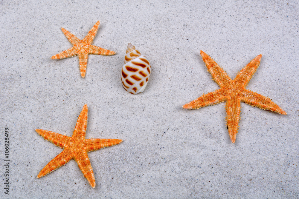 Orange starfishes and shell on a background Orange starfishes and shell on a background