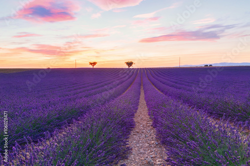 Beautiful colors purple lavender fields near Valensole  Provence