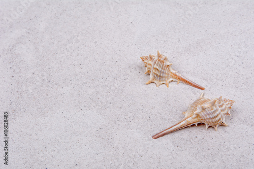 Shells on a grey sand background