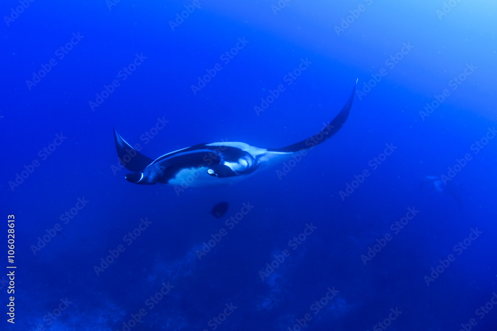 Fototapeta premium Manta rays swimming over coral reef with scuba divers and fish