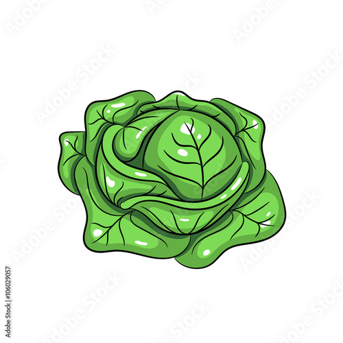 Vector cabbage illustration on white background