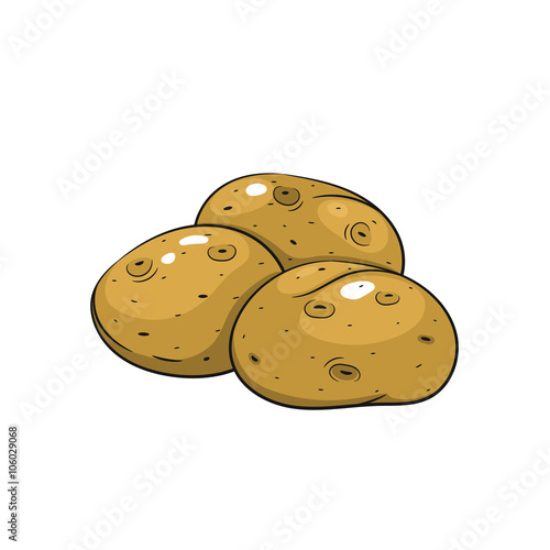 Vector potato illustration on white background