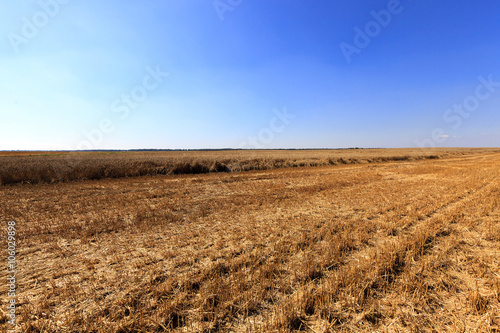  harvest of cereals