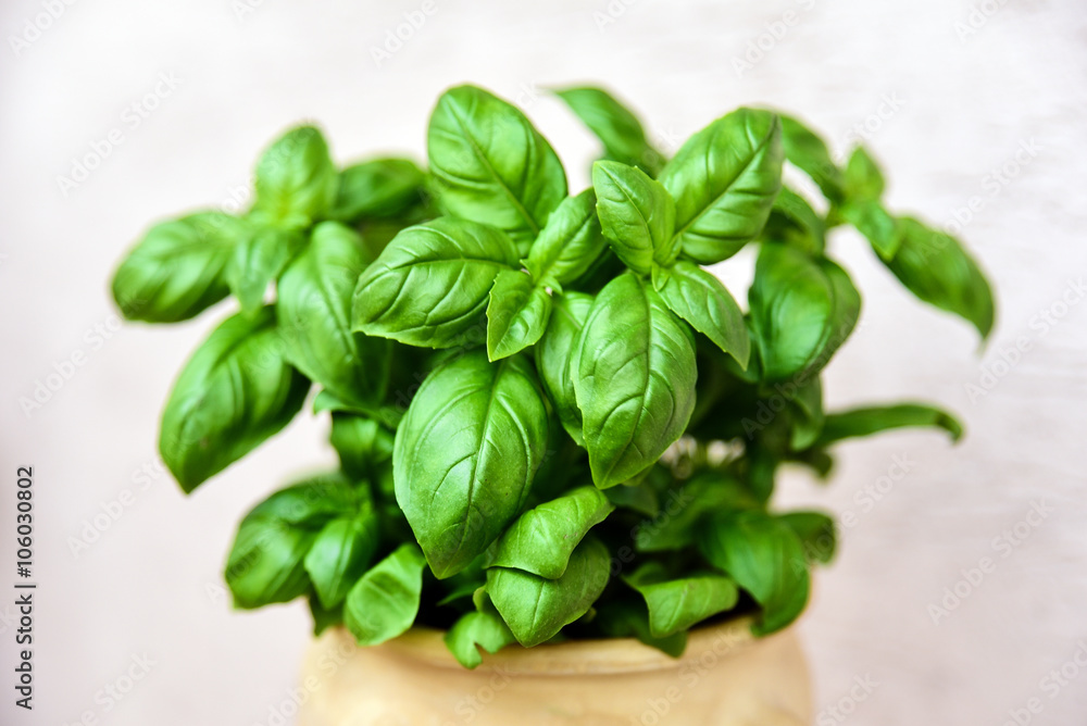 Fresh basil. Fresh basil.