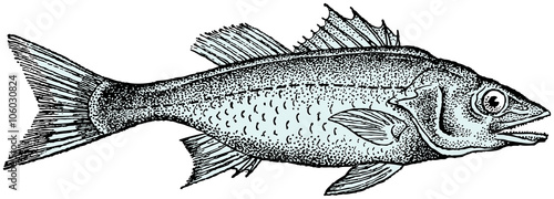 Engraving illustration of sea bass - Dicentrarchus labrax