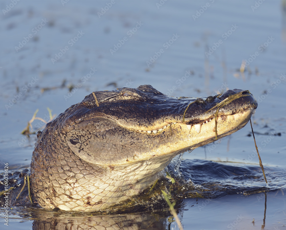 Obraz premium Wild Florida Alligator