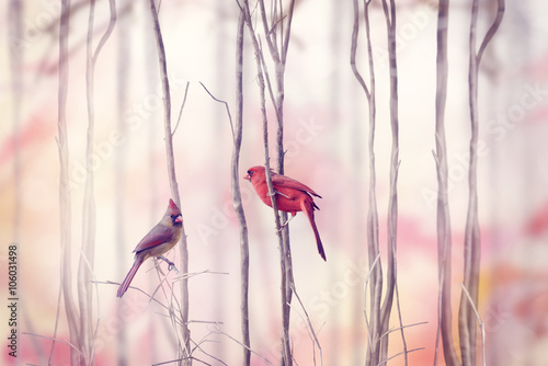  Northern Cardinal Birds