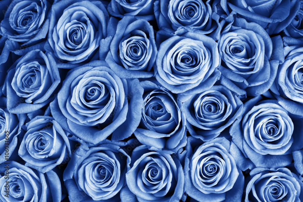 Rose flowers background Rose flowers background