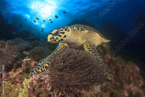 Hawksbill Sea Turtle feeding on coral reef underwater 