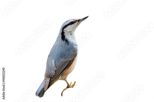 a curious grey bird nuthatch on a white isolated background