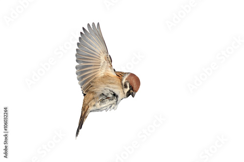a bird a Sparrow flies to spread its wings on white isolated background
