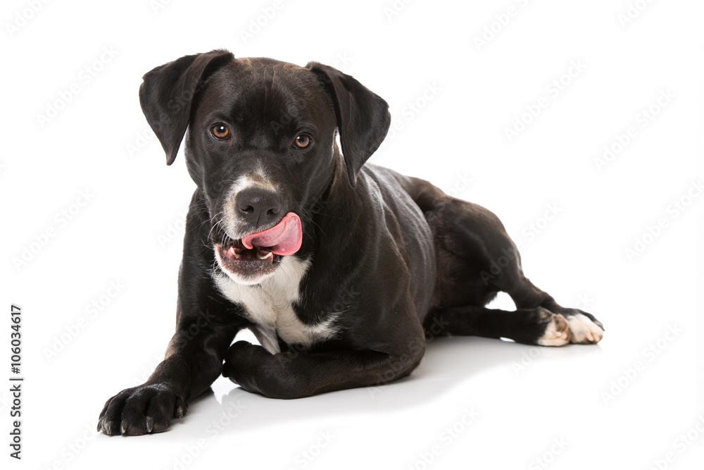 Hund schleckt sich das Maul Hund schleckt sich das Maul