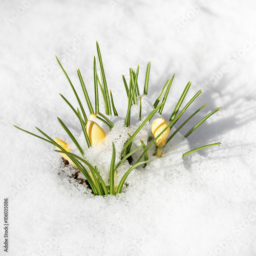yellow spring crocus flowers covered with snow