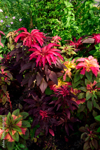 Amaranthus photo