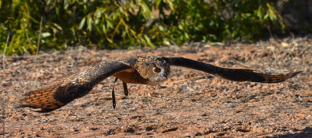 Fototapeta premium Gufo reale in volo 