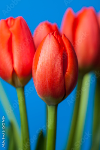 Red tulip against a blue background.