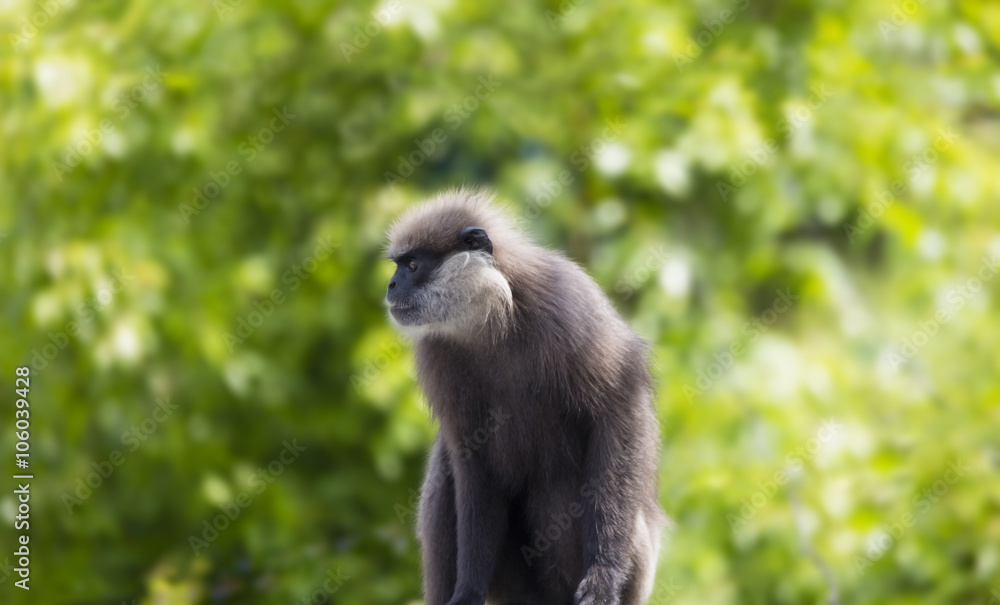 Obraz premium Monkey Isolated