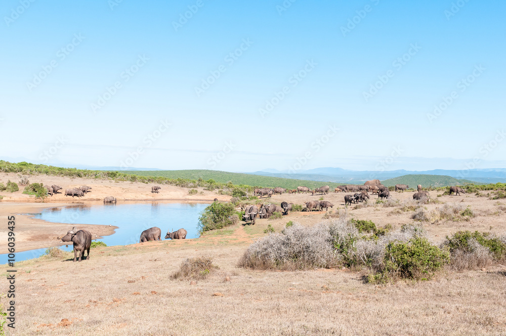 Herd of African Buffalo and an Elephant