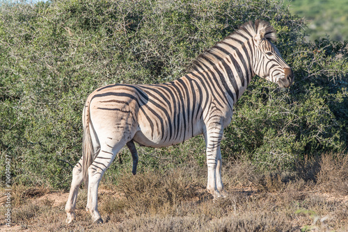 Burchells zebra stallion with genitals visible