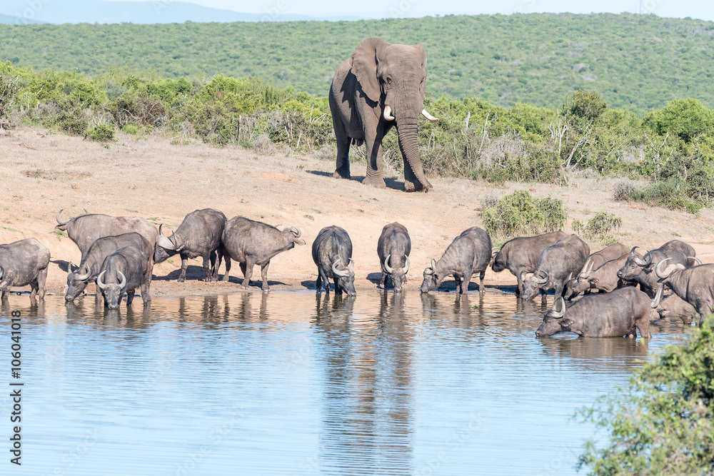 Obraz premium Herd of African Buffalo and an Elephant