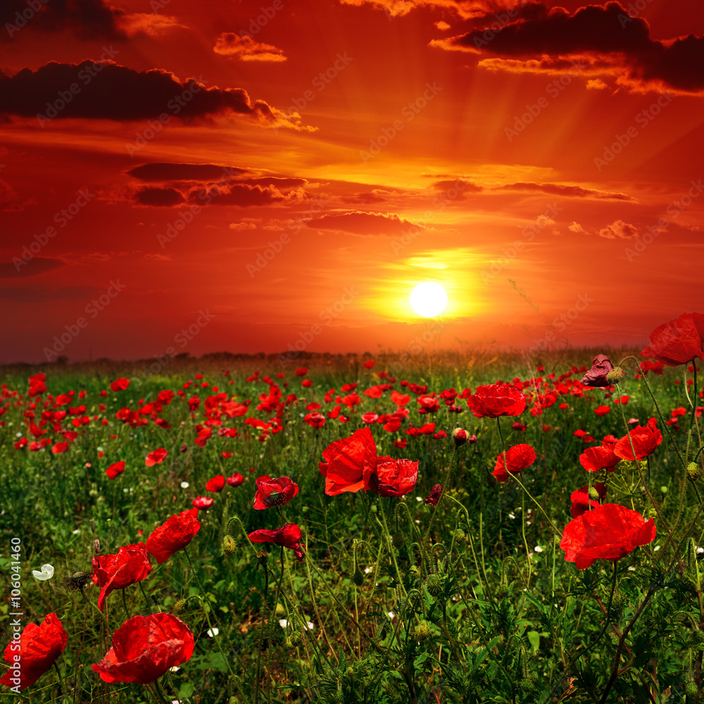 Bright sunrise in poppy field