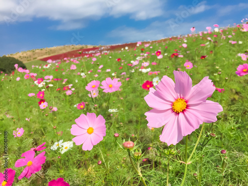Cosmos meadow  flowers  nature background