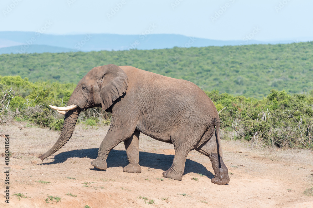 African Elephant walking