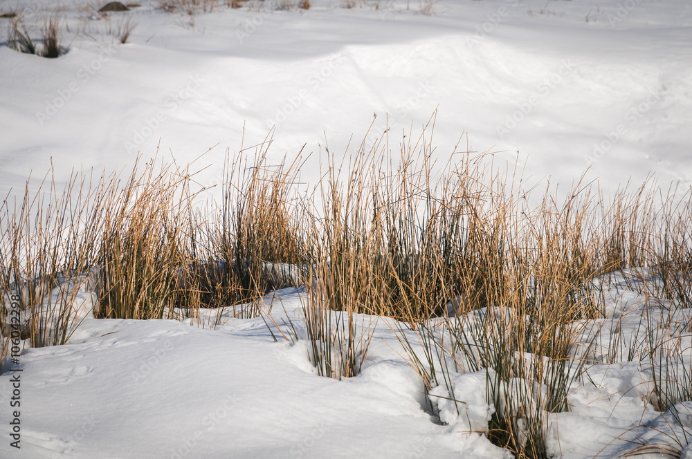 England. Yorkshire Dales. March 2016. Moorland grass tufts poking through the snow in the Yorkshire Dales with sunlight catching the snow behind them. England. Yorkshire Dales. March 2016. Moorland grass tufts poking through the snow in the Yorkshire Dales with sunlight catching the snow behind them.