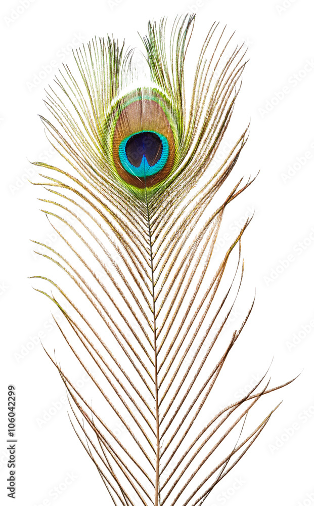 Obraz premium Peacock feather