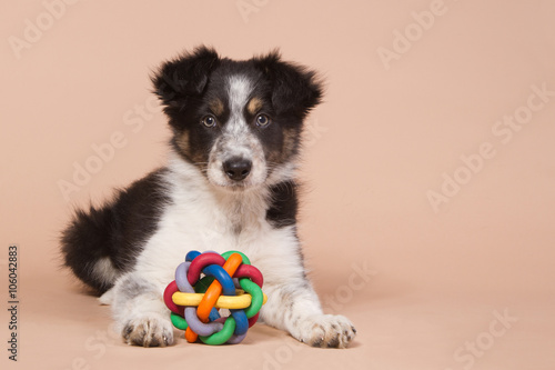 Fototapeta Laying border collie puppy with a toy