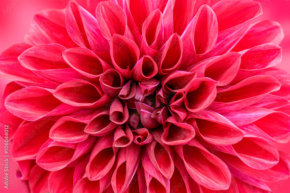 Close Up of a pink dahlia background Close Up of a pink dahlia background