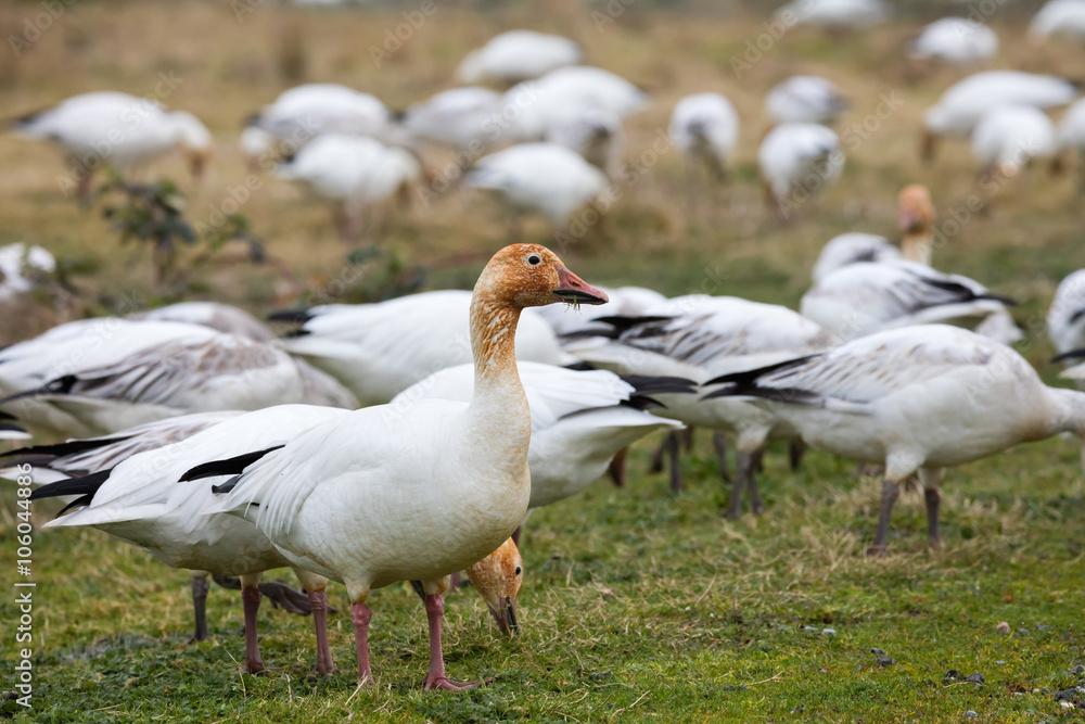 snow geese