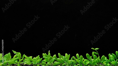Growth of thale cress (Arabidopsis thaliana) 4-weeks-old seedlings, time lapse recording during a week.
 photo