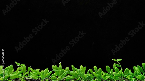 Growth of thale cress (Arabidopsis thaliana) 4-weeks-old seedlings, time lapse recording during a week.
