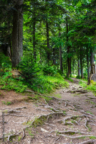 narrow path in a coniferous forest