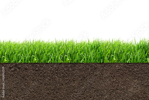 green grass with in soil isolated on white background