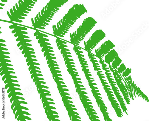 Close up silhouette of a tree fern leaf, vector illustration