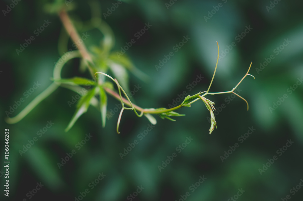 Beautiful green plant in the summer on the nature Beautiful green plant in the summer on the nature