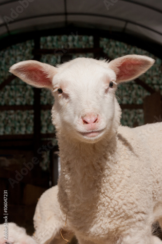 Fototapeta Naklejka Na Ścianę i Meble -  Smiling lamb