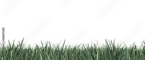 Grass close up isolated on white panorama