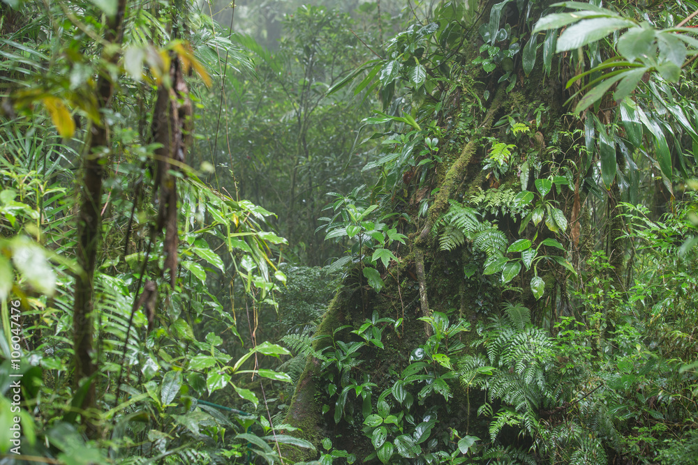 Obraz premium The jungle landscape