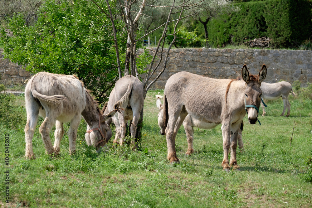 F, Provence, Alpes de Haut-Provence, Esel auf Weide in Moustiers Sainte-Marie