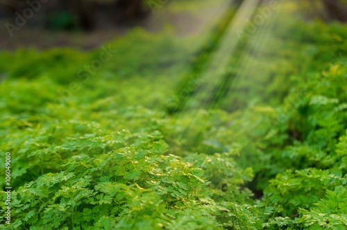 Parsley - Petroselinum hortense in the forest