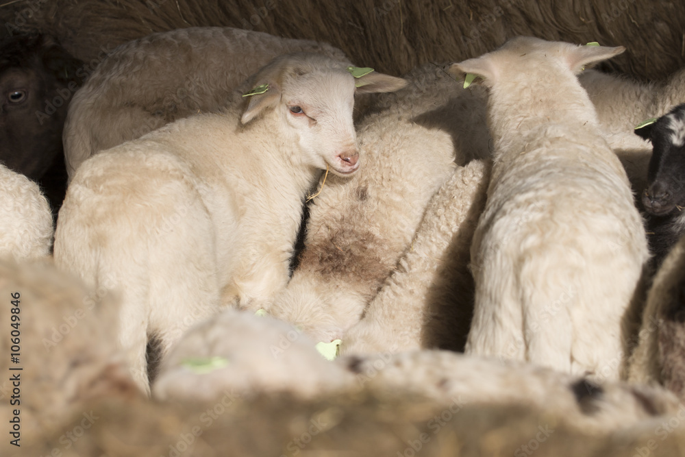 Lambs Lambs