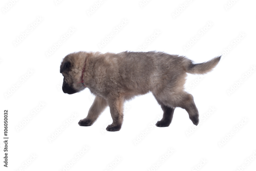 Fototapeta premium Puppy, Belgian Shepherd Tervuren, walking, isolated