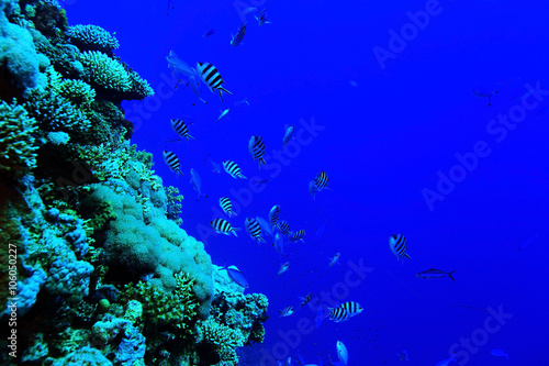 flock of fish on the coral reef