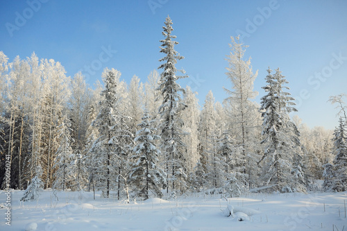 winter cold day fir forest landscape © kichigin19